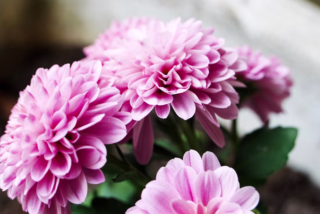 Cover image for Purple Chrysanthemums🍁🍂🌾