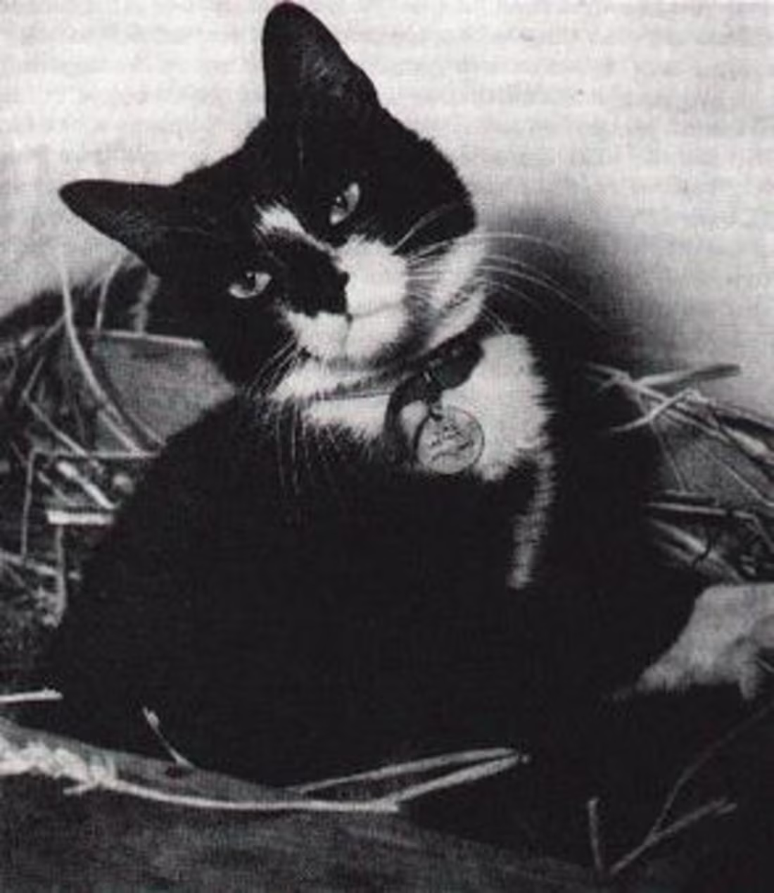 Cover image for The Incredible True Story of Simon the Cat - A Heroic Feline