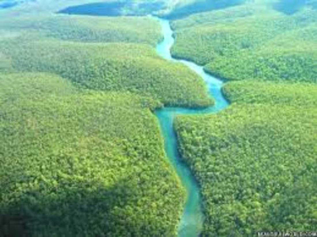 Cover image for A Article to Amazon Forest 