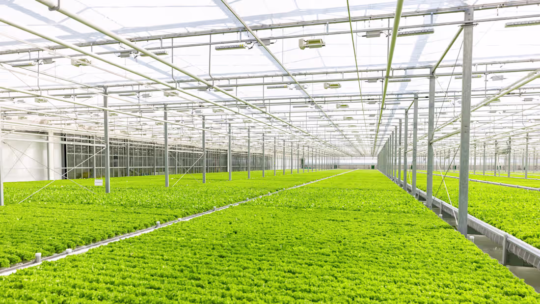 Cover image for Agricultural investment supports food security while tapping...