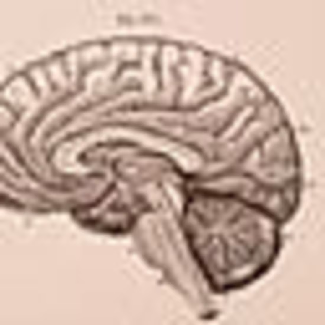 Cover image for The Brain of AI vs. Human: Intelligence Insights