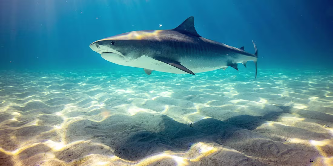 Cover image for Conserving Shark Resilience: Challenges and Opportunities