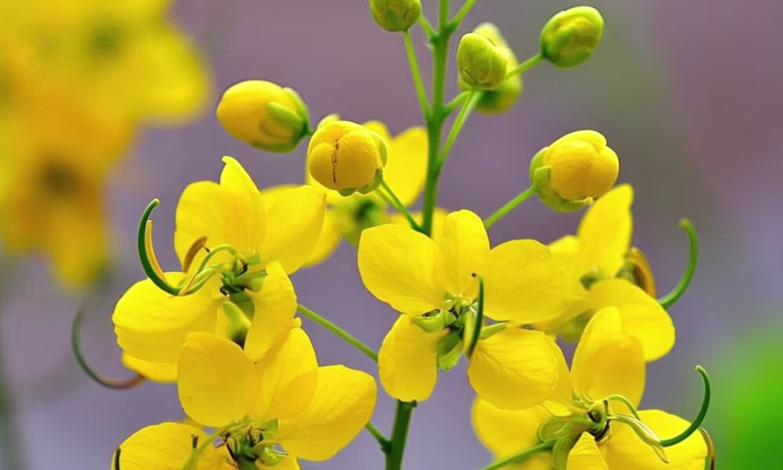 Cover image for Cassia Oil Benefits and Uses Guide