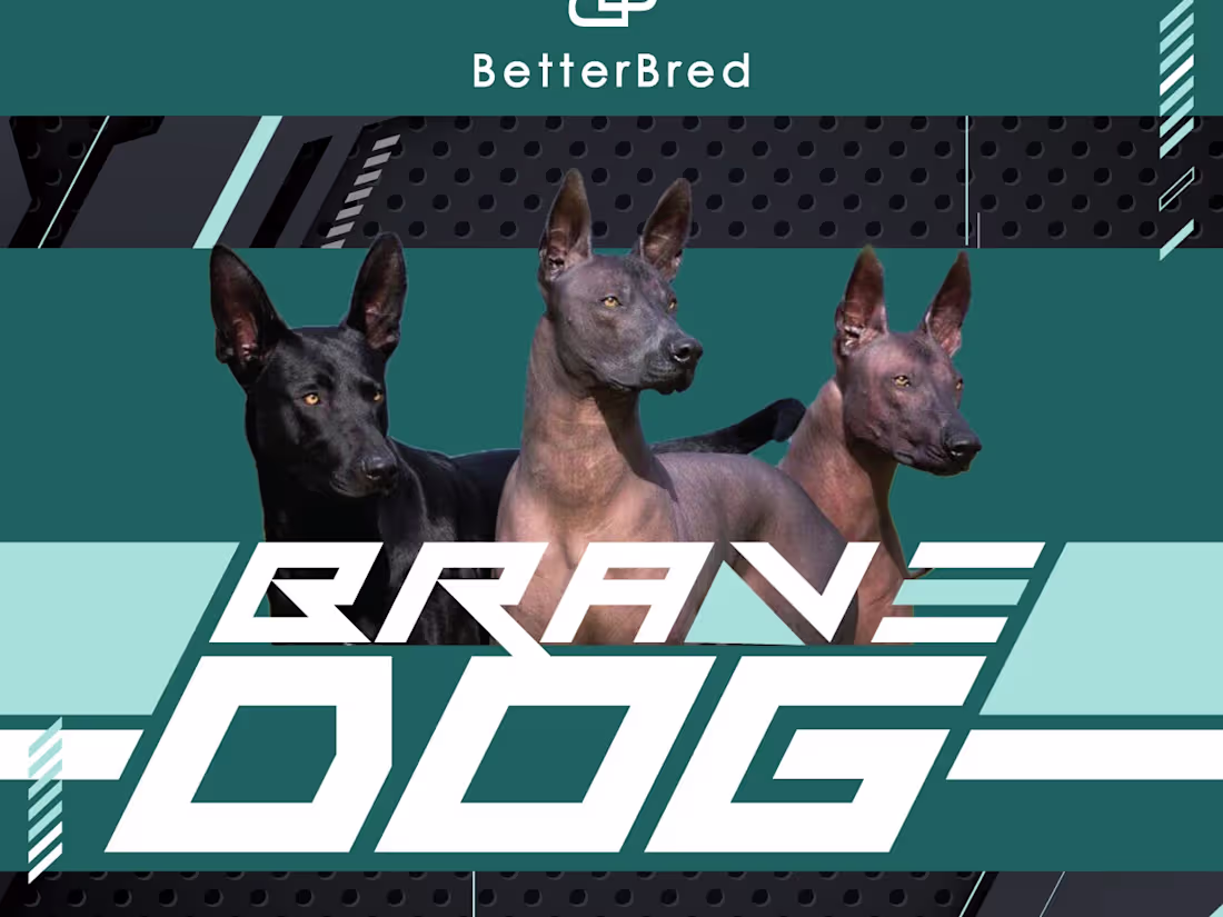 Cover image for BetterBred 