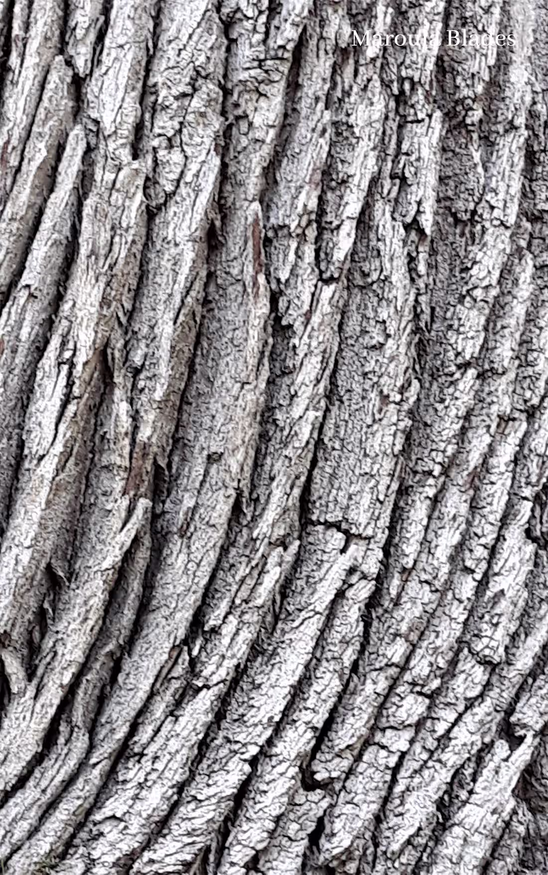 Cover image for FIFTH ISSUE: OCTOBER — plants & poetry