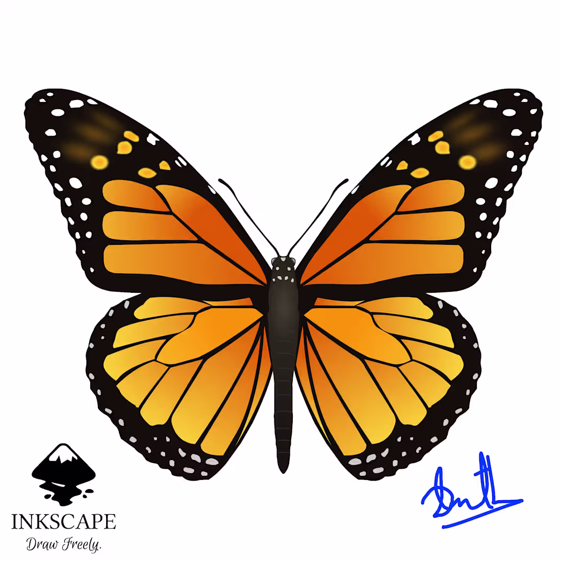 Cover image for Butterfly Traced into  Vector 