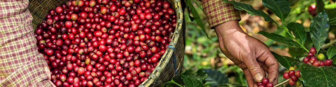 Cover image for Exploring the Benefits of Direct Trade Coffee