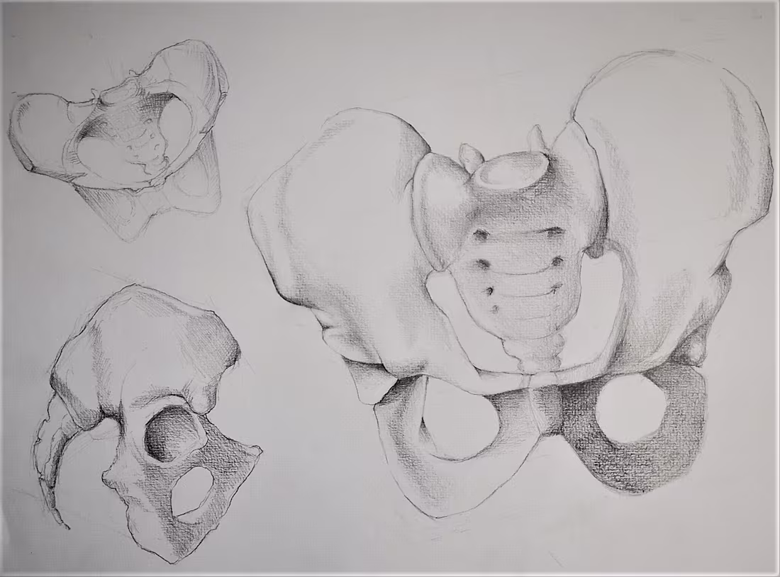 Cover image for Anatomical studies