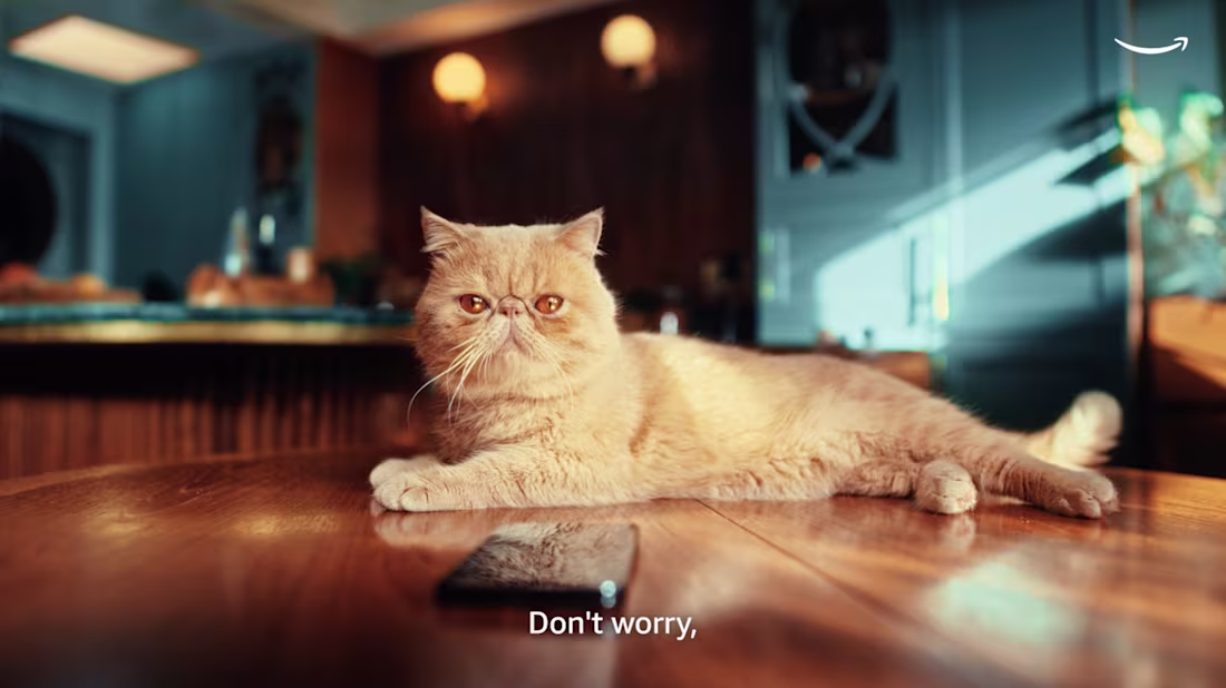 Cover image for Amazon 'Sorry Cats'