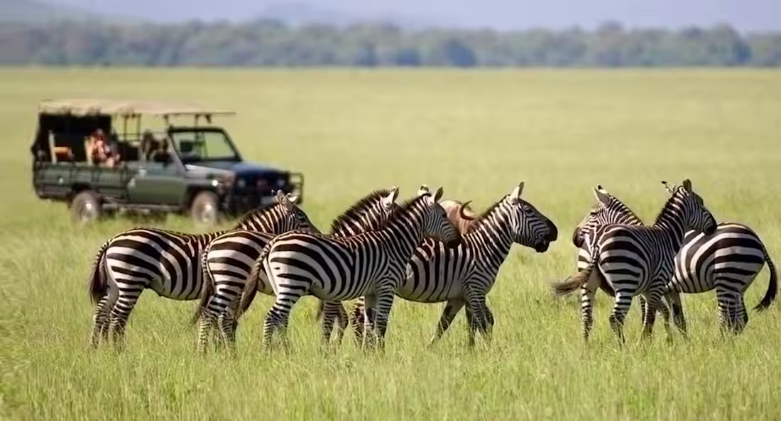 Cover image for Guide to an Ethically Responsible Tanzania Safari