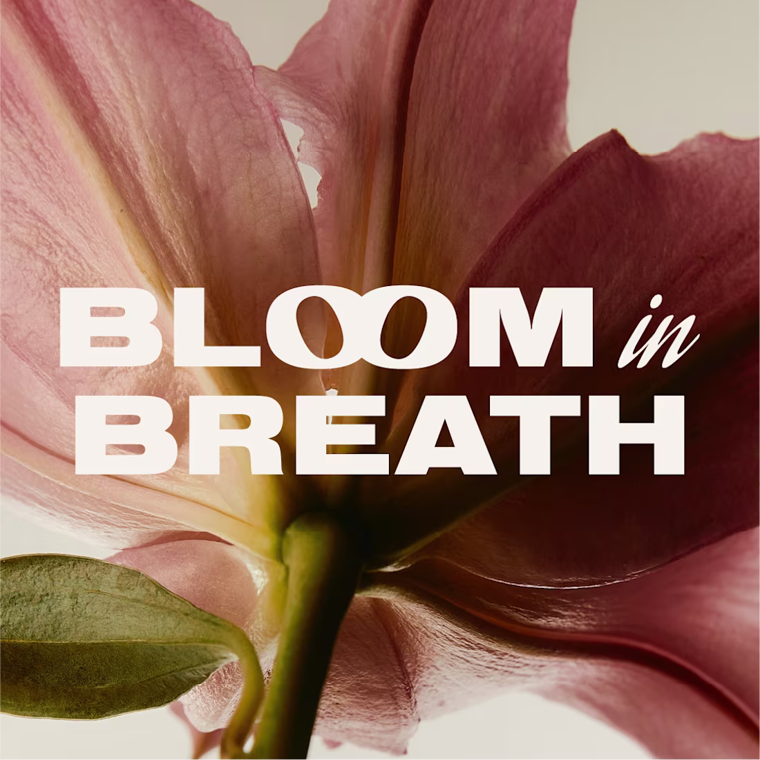 Cover image for Bloom in Breath | Branding & website design