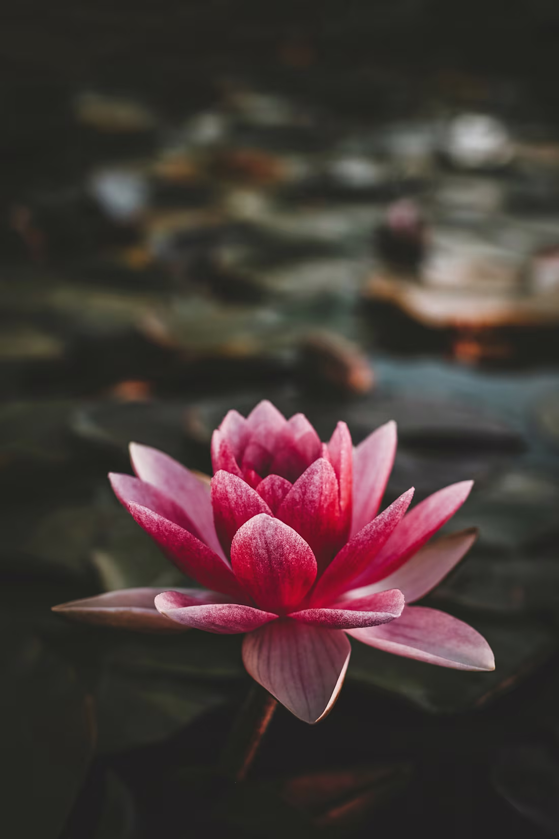 Cover image for Wellness Brand Concept