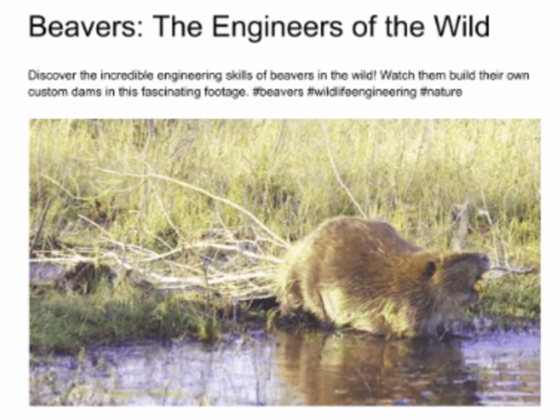 Cover image for Blog About Beavers