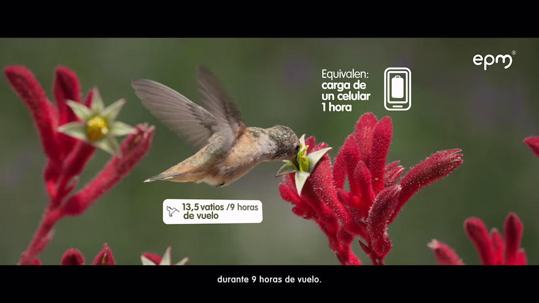 Cover image for EPM (Hidroituango) - Santander (Hummingbird)