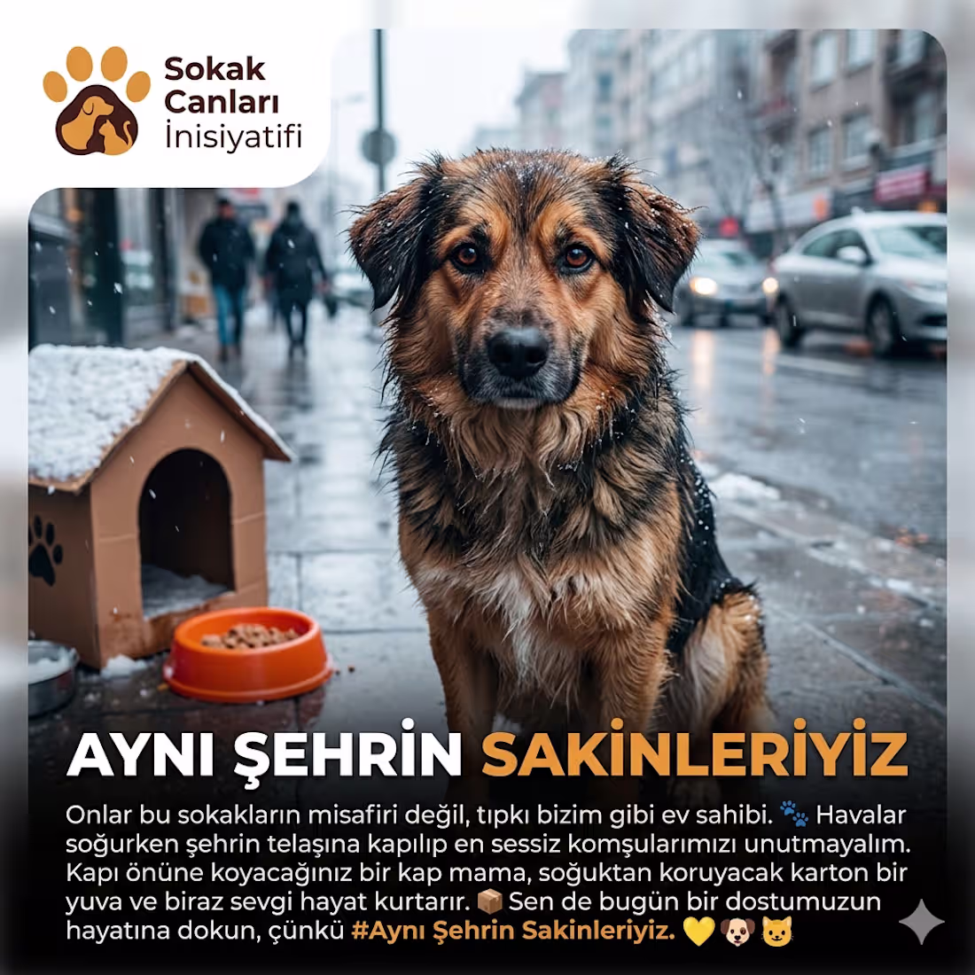 Cover image for Title: Street Paws Initiative: "We