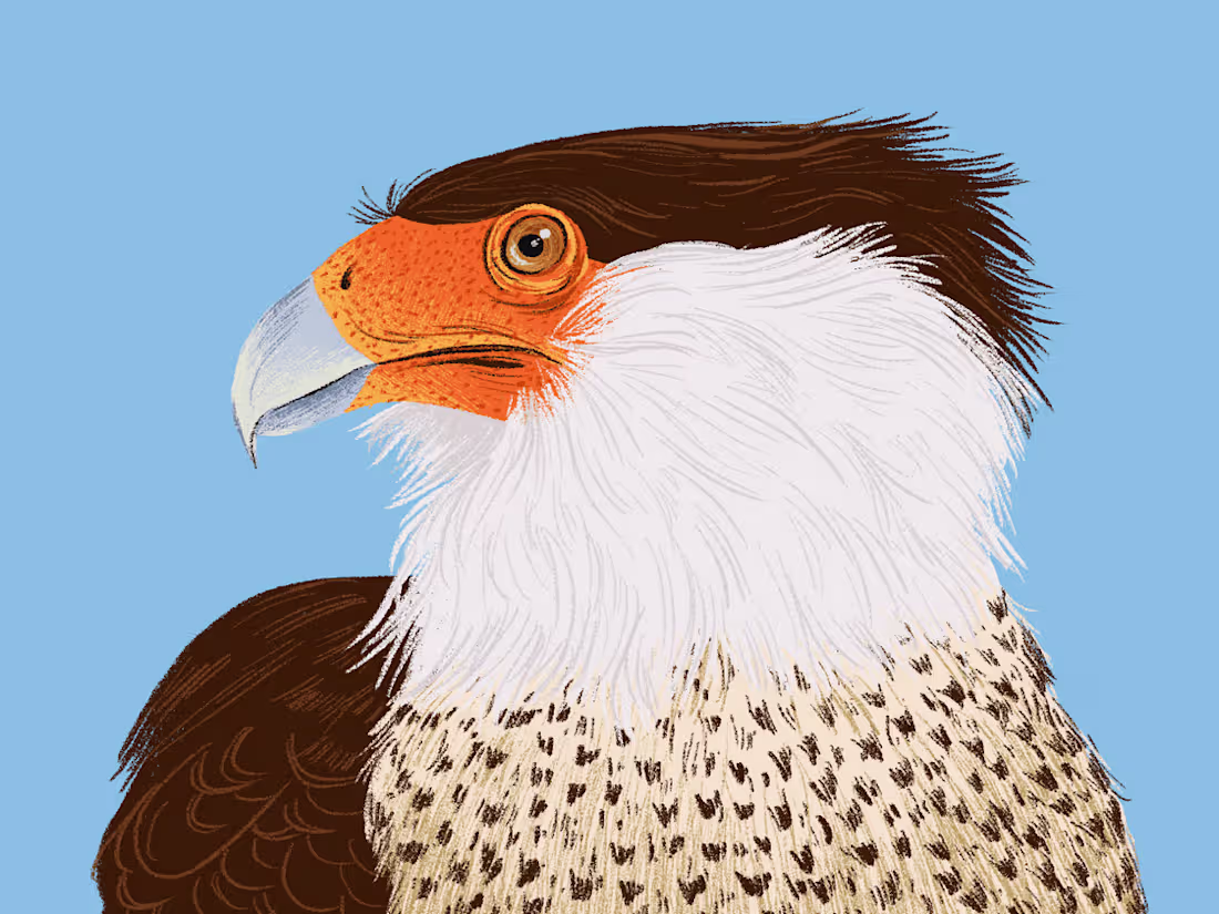 Cover image for Lake Sapocó's Birds of Prey