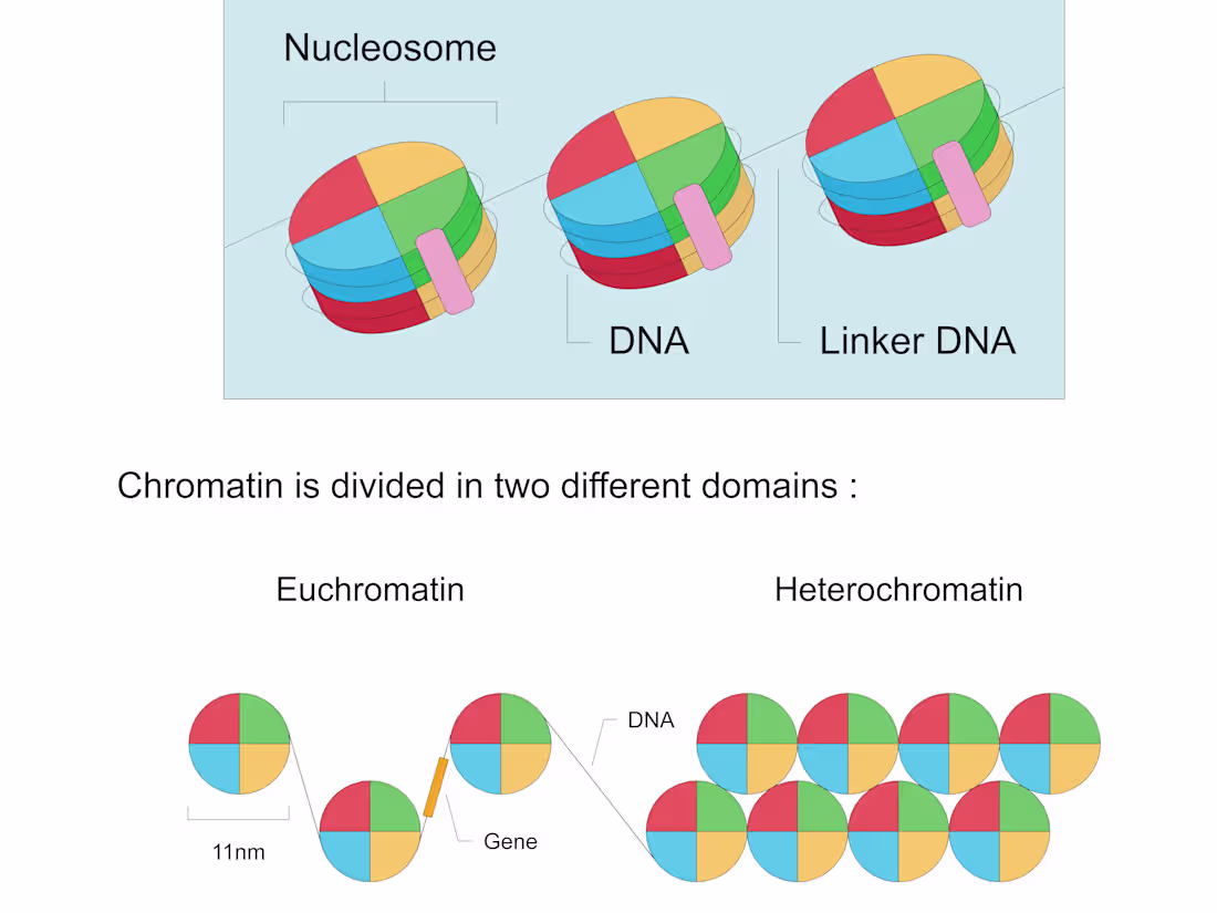 Cover image for "Epigenetics: Where genes meet the environment"
