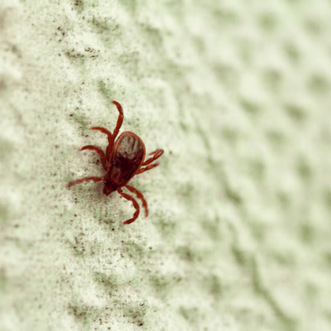 Cover image for Chigger Bite Prevention and Treatment Guide