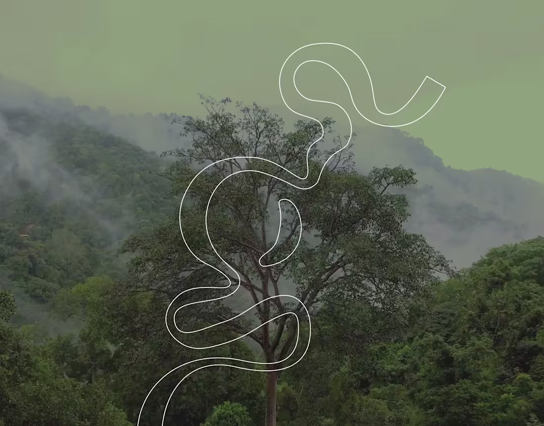 Cover image for Norwegian Carbon Credits