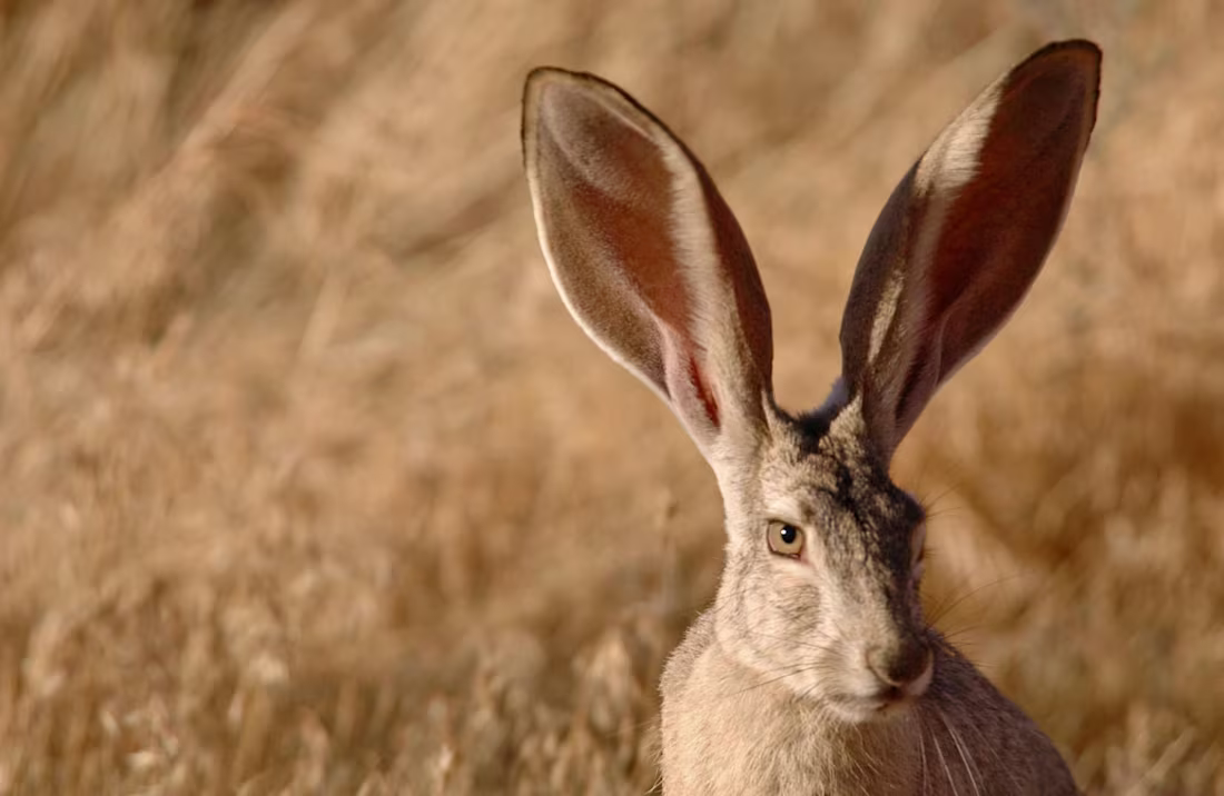 Cover image for Short Story - The Jackrabbit