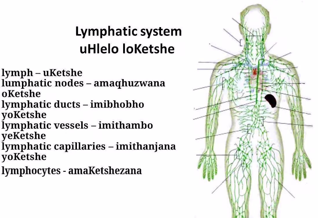 Cover image for Accurate English to Zulu Translation