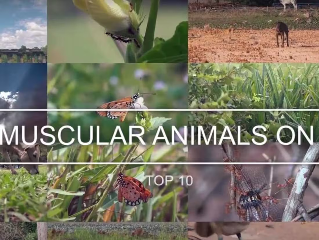 Cover image for MOST MUSCULAR ANIMALS ON PLANET .mp4