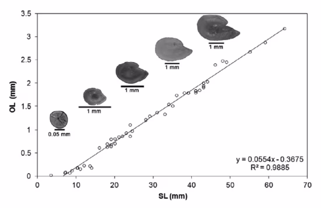 Cover image for Otolith Size–Length Regression Analysis