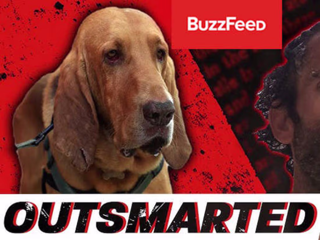 Cover image for I Tried Escaping A Bloodhound - BuzzFeed