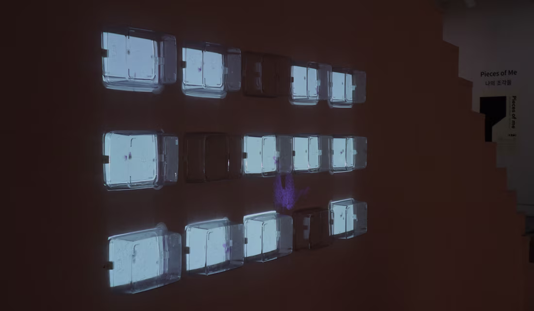 Cover image for Butterfly Trap