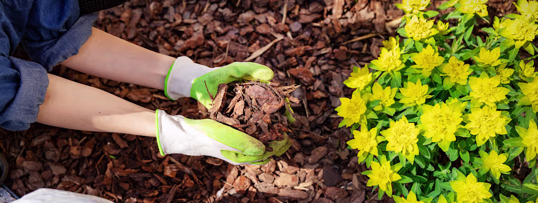 Cover image for The Benefits of Organic Mulch for Landscaping