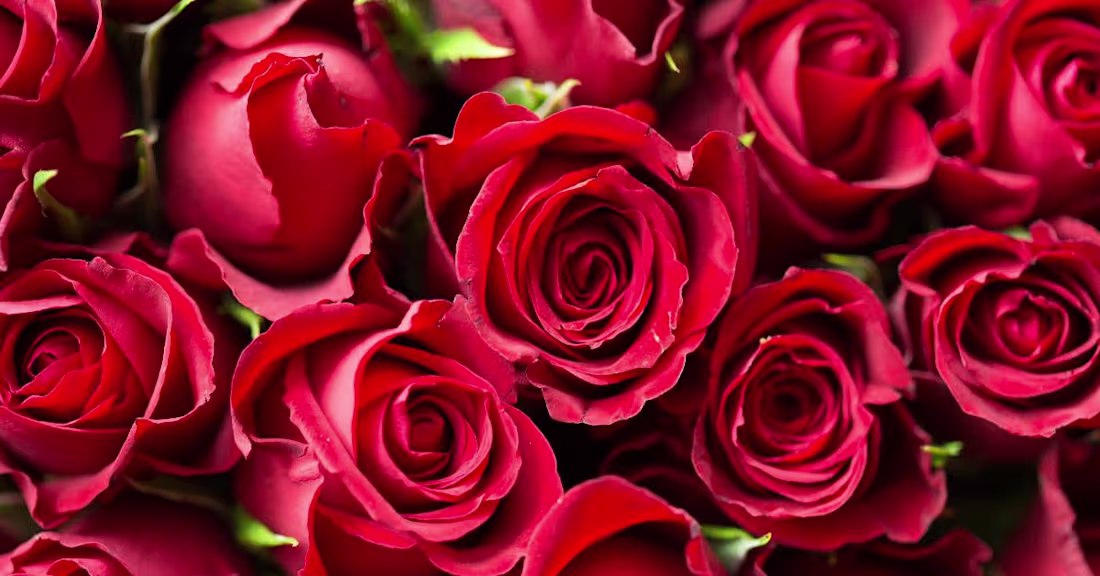Cover image for Floristeria El Corazón de la Rosa