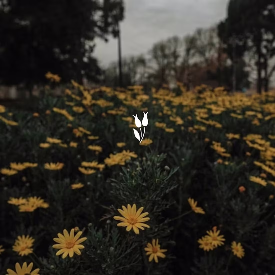 Cover image for Bloom Minimalist | Flower Logo