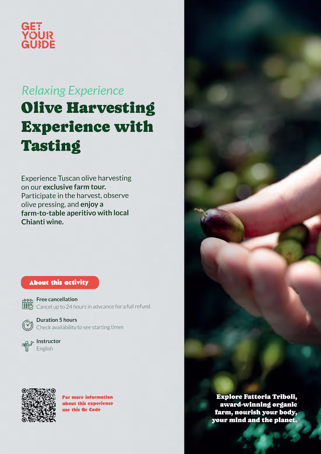 Cover image for Olive Harvesting Flyer