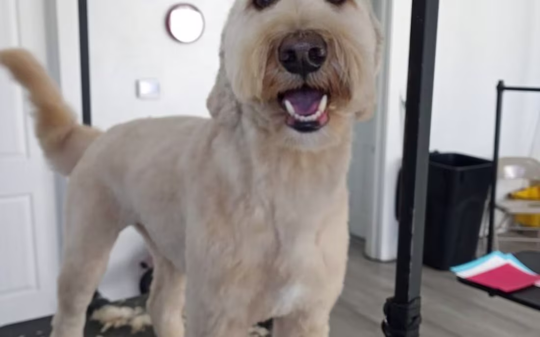 Cover image for Barking Beauties Pet Salon — Custom Website