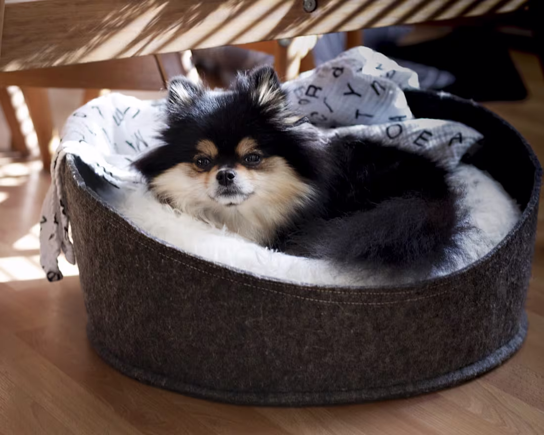 Cover image for Orthopedic Dog Bed – eBay Product Listing