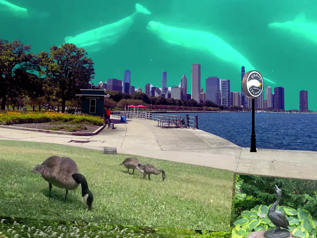 Cover image for The Chicago Adventure