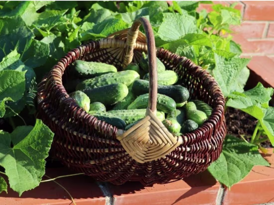 Cover image for Content Creator at All About Gardening