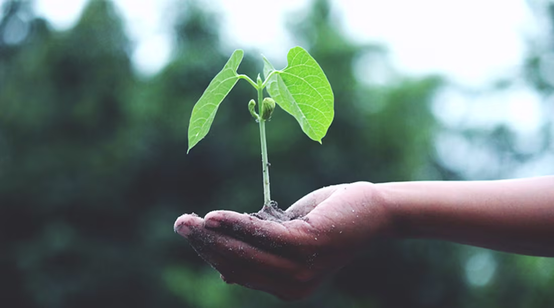 Cover image for Eco-Actions: Their Unknown Virtues