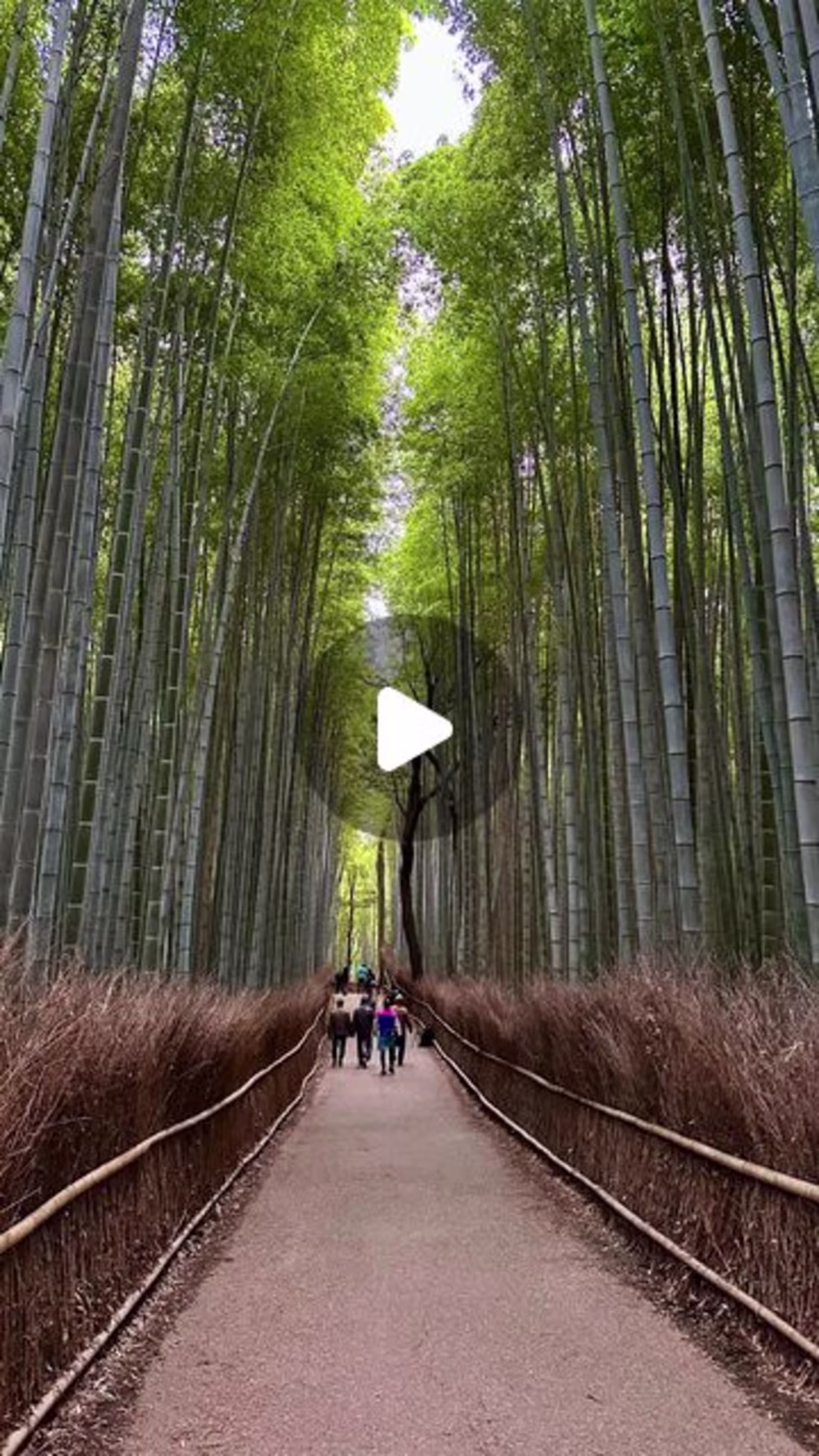 Cover image for Hristo Georgiev on Instagram: “Imagine walking into a living pa…