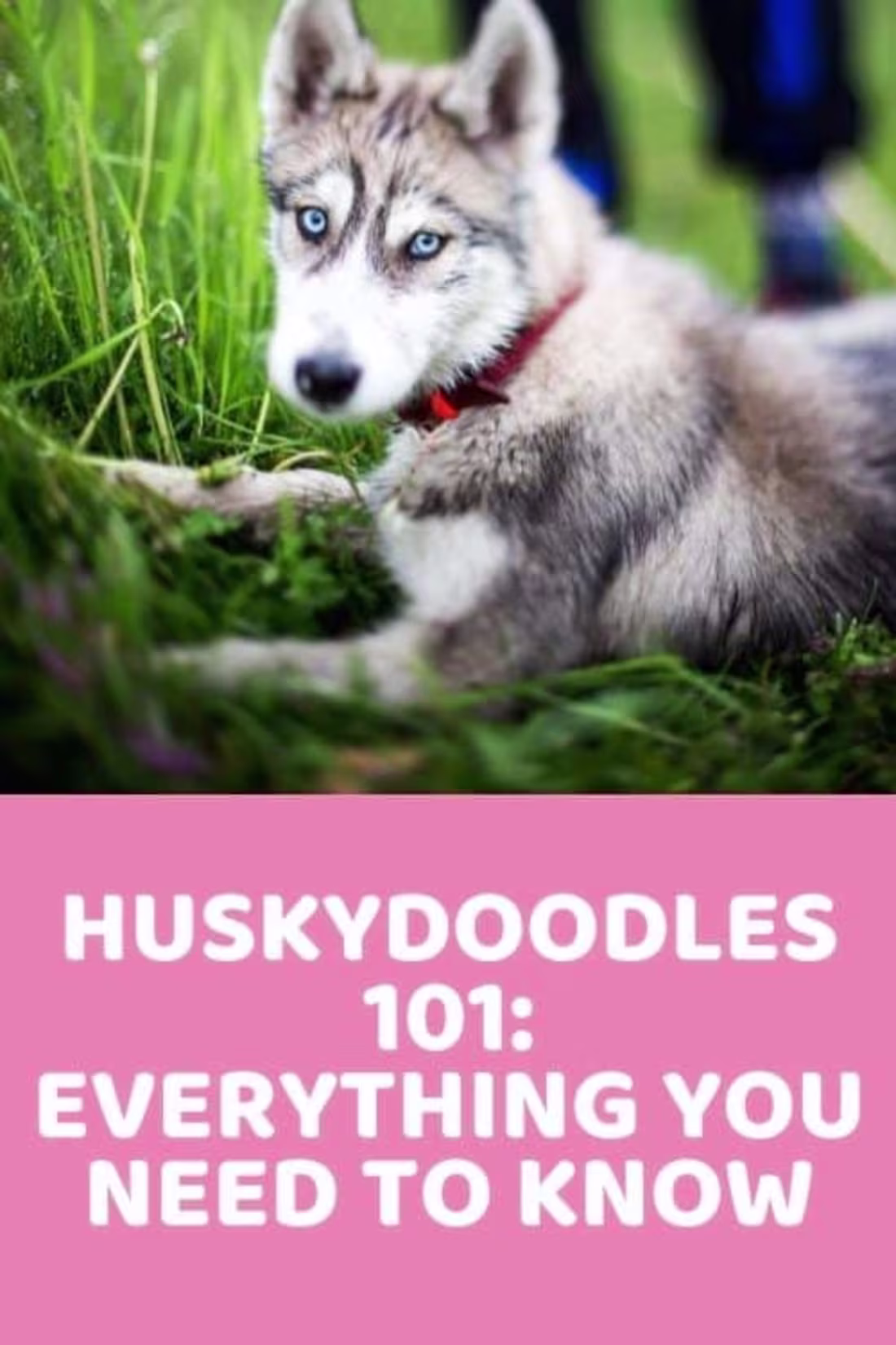 Cover image for Huskydoodle 101: Information, Characteristics & Pictures - Dood…