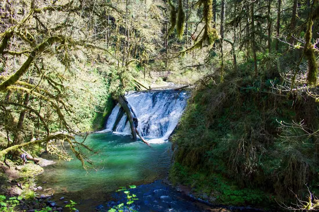 Cover image for Silver Falls State Park: What to Expect + Best Hikes - Go Wander