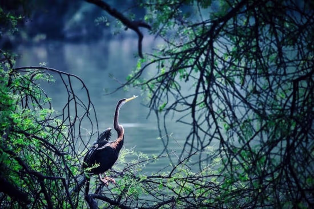 Cover image for Bharatpur bird Sanctuary presentation slides.