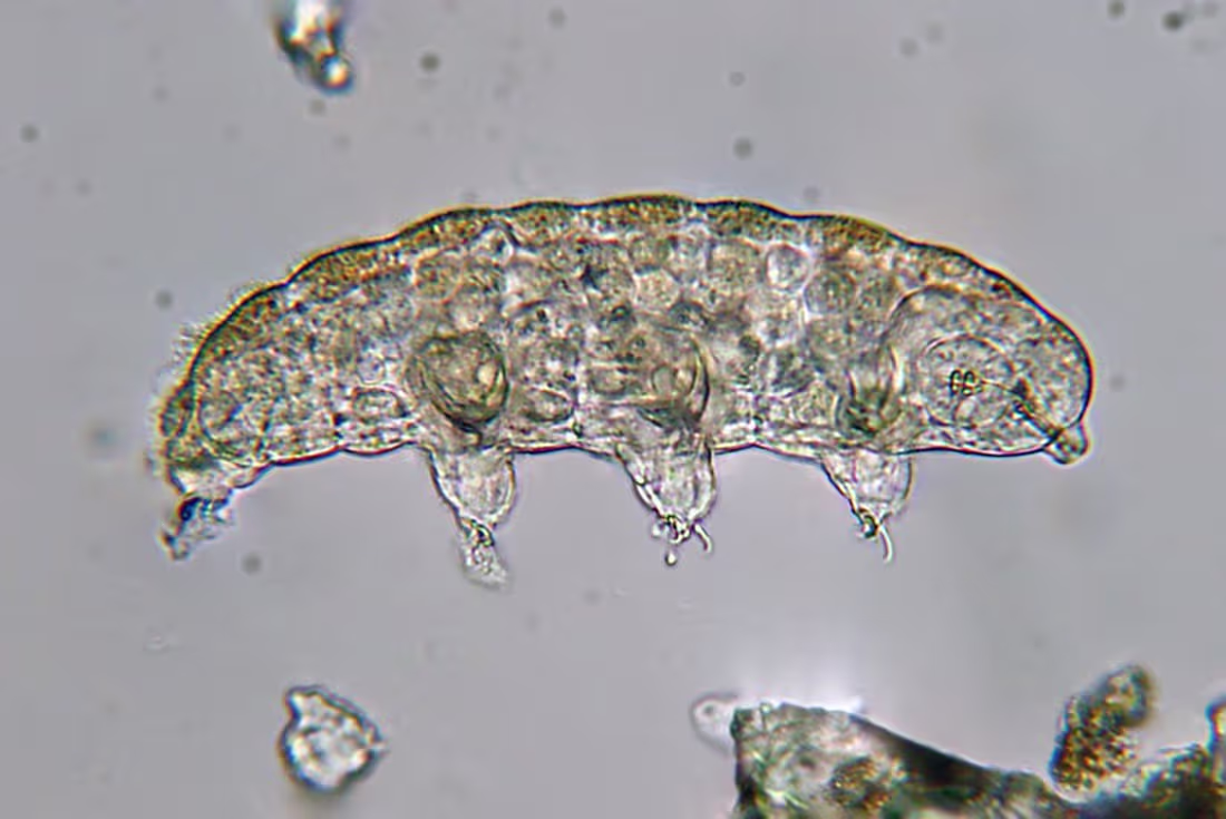 Cover image for Tardigrades and their fascinating genome