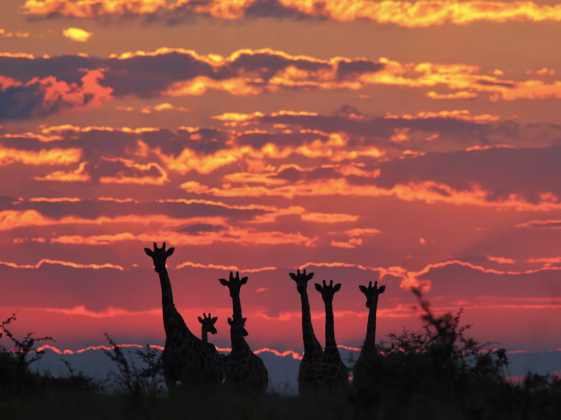 Cover image for Social Media Management for @headed_to_africa