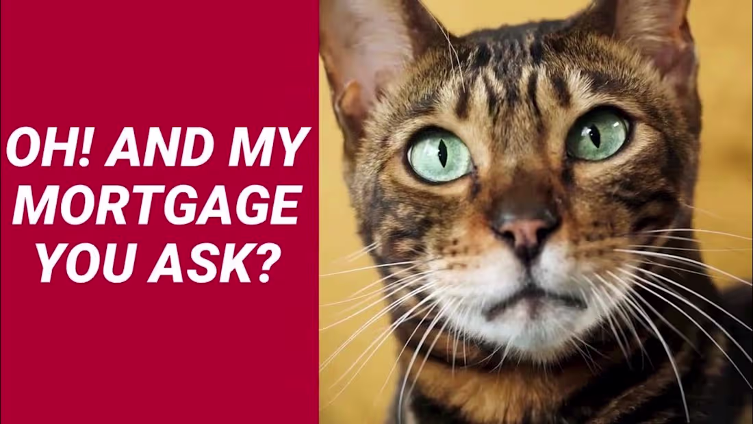 Cover image for The Purrrfect Mortgage For You  Homestead Funding - YouTube