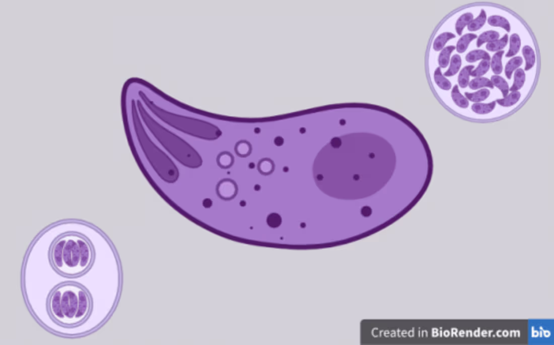 Cover image for Toxoplasmosis and Pregnancy