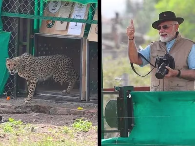 Cover image for Cheetah ReIntroduction: A bold step or a miscalculated priority