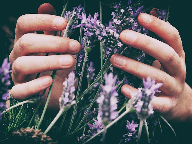 Cover image for What is Lavender Essential Oil?