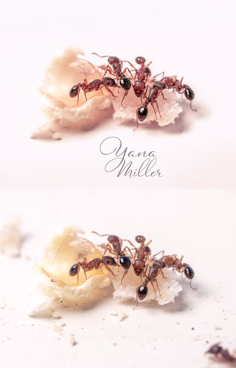 Cover image for Nature close-up photography and retouching