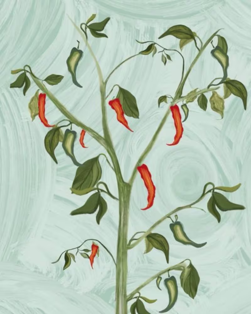 Cover image for Chillie Re-Launch | GOOD EARTH | 2022